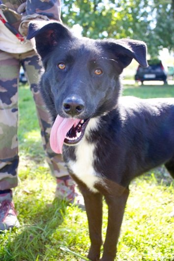 Photo de Sony, CHIEN Labrador x husky Noir
