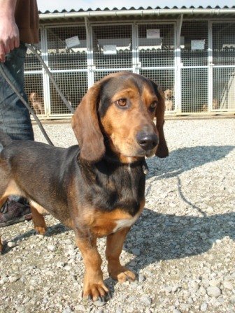 Photo de Sinse, CHIEN X basset hound Tricolore