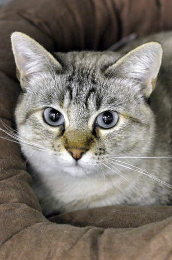 Photo de Bulle, CHAT X siamois Seal point tabby
