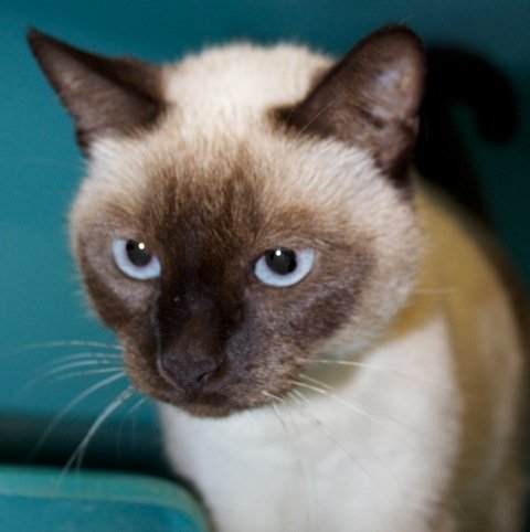 Photo de Blissy, CHAT X siamois Seal point