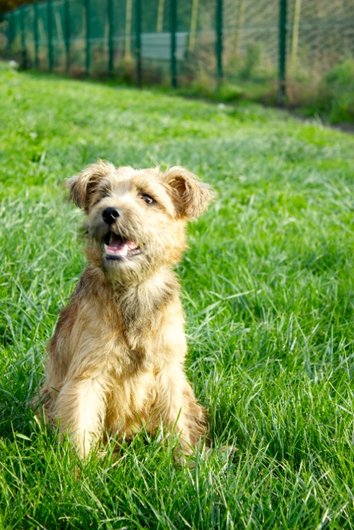 Photo de Flaps, CHIEN X cairn terrier Froment