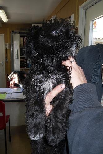 Photo de Jupiter, CHIEN Griffon x caniche nain Noir poils long