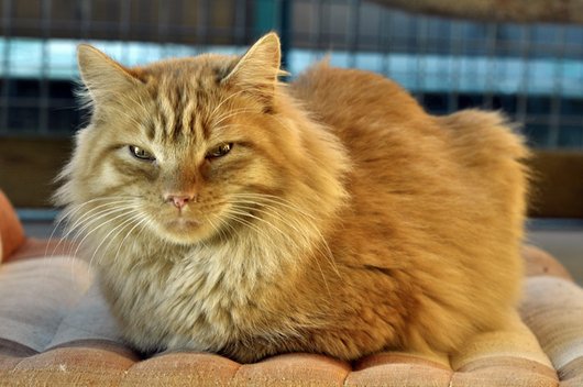 Photo de Griffon d'or, CHAT Europeen Roux poil long