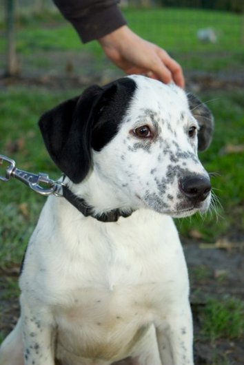 Photo de Houmous, CHIEN X braque d\'auvergne Noir mouchete blanc