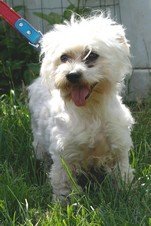 Photo de Coco, CHIEN Bichon maltais Blanche