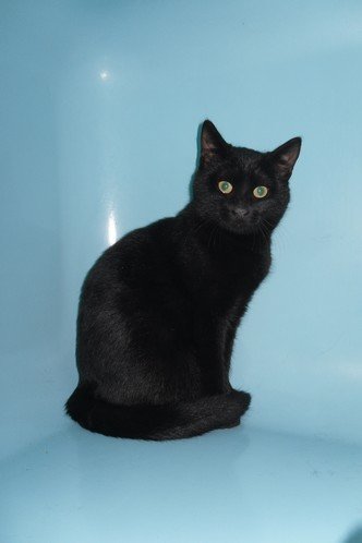 Photo de Gomina, CHAT Europeen Noire