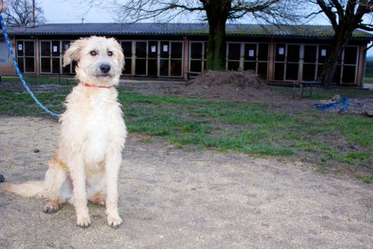 Photo de Gaiko, CHIEN X berger picard Fauve