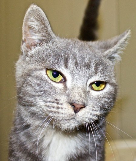 Photo de Poker, CHAT Europeen Tigree grise