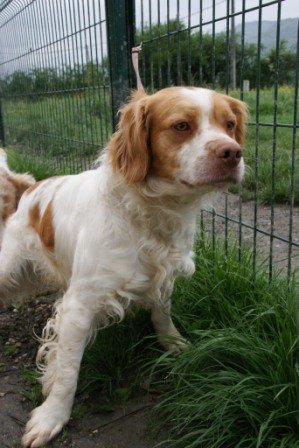 Photo de Graffiti, CHIEN Epagneul breton Blanc et orange