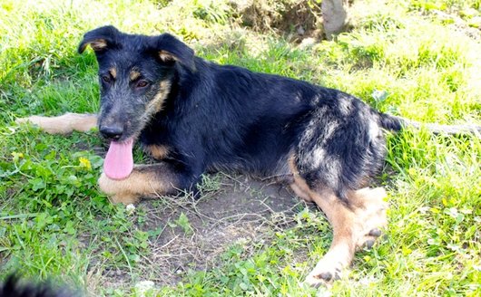 Photo de Ioni, CHIEN X griffon Noir et feu