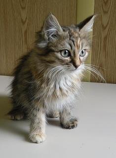 Photo de Queen, CHAT Europeen Ecaille  de tortue angora