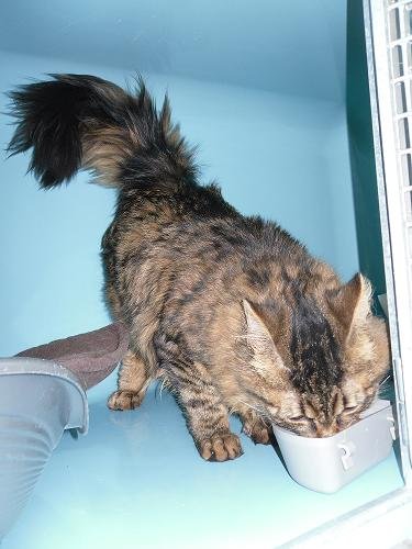 Photo de Grunge, CHAT X norvegien Tigre poil long