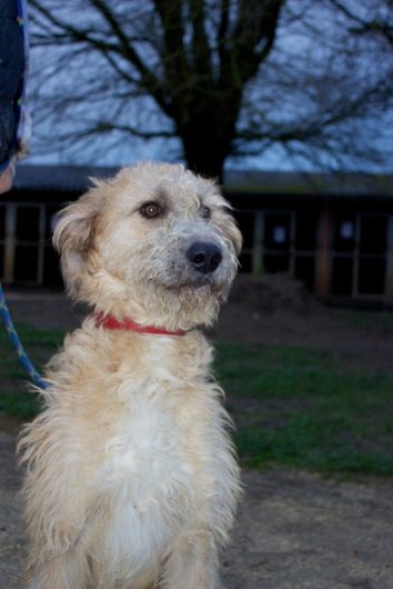 Photo de Gaiko, CHIEN X berger picard Fauve