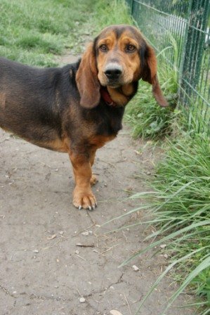 Photo de Sinse, CHIEN X basset hound Tricolore