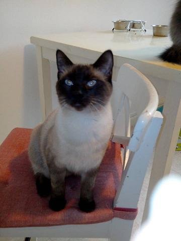 Photo de Hobie, CHAT X siamois Seal point