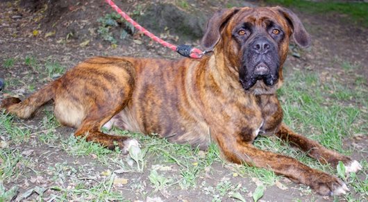 Photo de Anita, CHIEN Boxer x cane corso Bringe