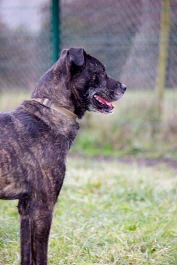 Photo de Clyde, CHIEN X berger Bringe fonce