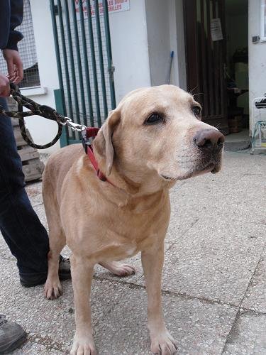 Photo de Scoubidou, CHIEN X labrador Sable