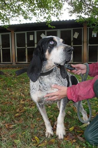 Photo de Spencer, CHIEN Berger de gascogne Blanc mouchete noir