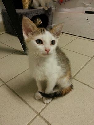 Photo de Cleopatre, CHAT Europeen Tricolore