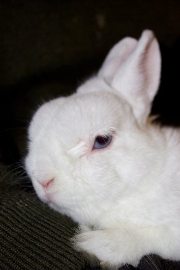 Photo de Pan pan, NAC Lapin nain Blanche
