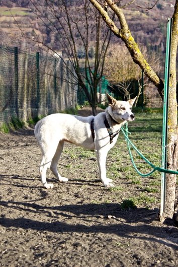 Photo de Kaila, CHIEN Commune Blanc