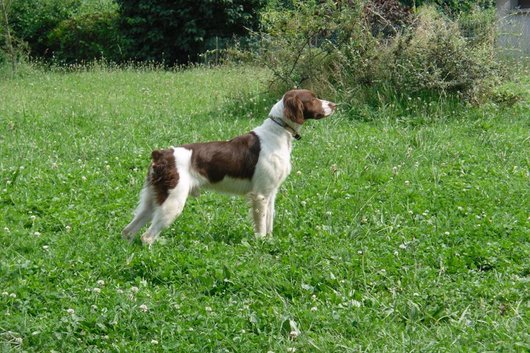 Photo de Rex, CHIEN Epagneul breton Marron t blanc