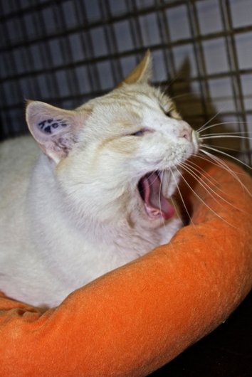 Photo de Figaro, CHAT Europeen Red point