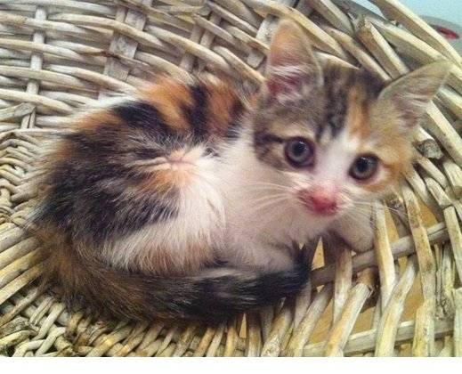 Photo de Myrtille, CHAT Europeen Tricolore