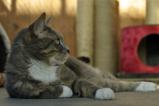 Photo de Daddy, CHAT Europeen Tigre gris et blanc