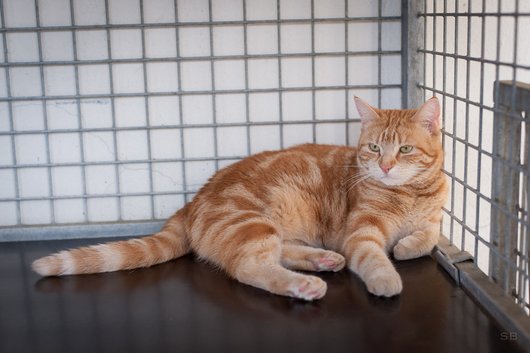 APAGI Pumpkin CHAT Europ en La Robe Tigr Roux