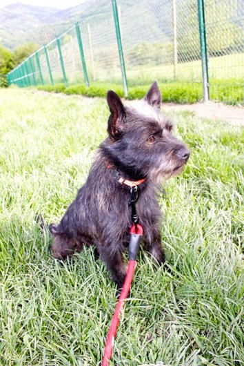 Photo de Mogwai, CHIEN X cairn terrier Noir