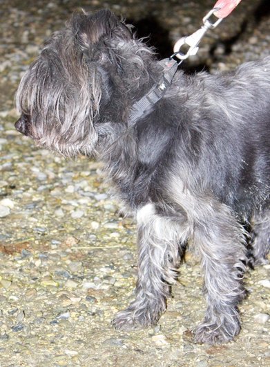 Photo de Yorky, CHIEN Bichon x yorkshire Noir