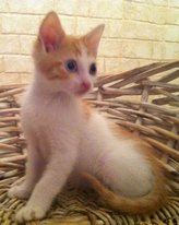Photo de Carko, CHAT Europeen Roux et blanc