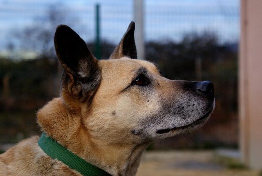 Photo de Sherkan, CHIEN Type malinois Sable