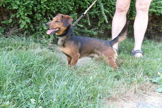 Photo de Gino, CHIEN Teckel Marron et feu