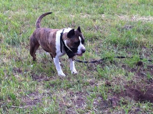 Photo de Paco, CHIEN American staff terrier Blanc et bringe