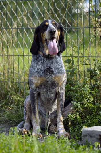 Photo de Celio, CHIEN X gascon Noir et feu moucheté