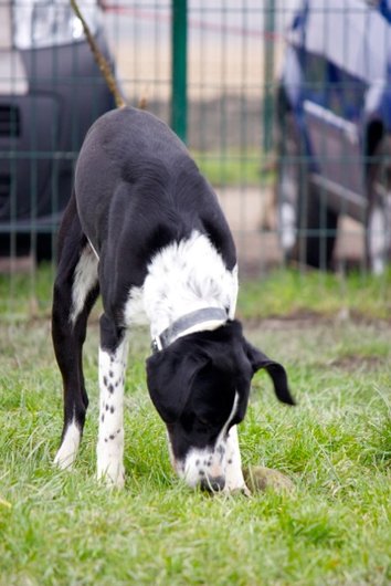 Photo de Pongo, CHIEN X anglo francais Noir mouchetee blanc