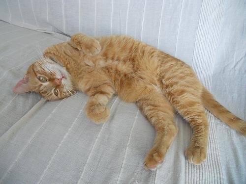 Photo de Blop, CHAT Europeen Roux