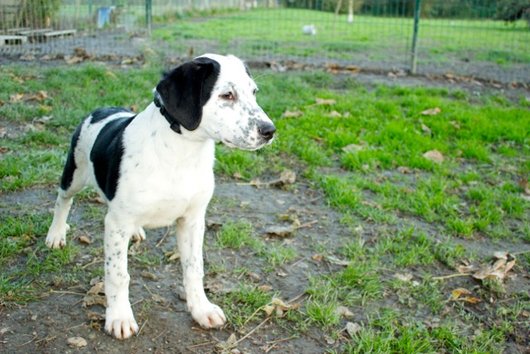 Photo de Houmous, CHIEN X braque d\'auvergne Noir mouchete blanc