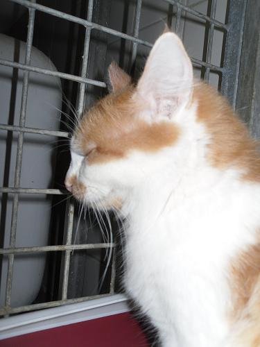 Photo de Erika, CHAT Europeen Roux et blanc poil mi long