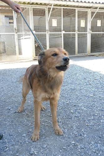 Photo de Zack, CHIEN Type berger Fauve charbonne