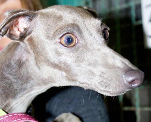 Photo de Hiris, CHIEN Petit levrier italien Bleue