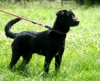 Photo de Presley, CHIEN Labrador x epagneul Noire