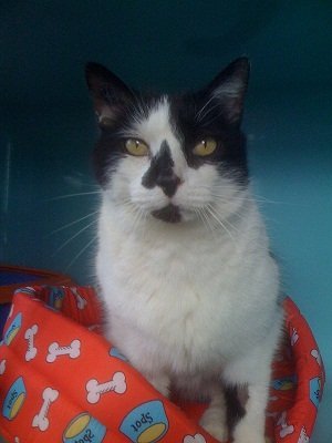 Photo de Bouli, CHAT Europeen Noire et blanche