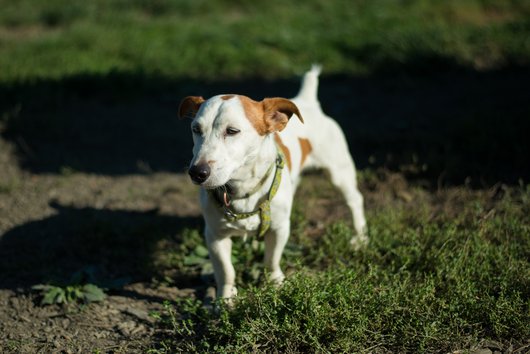 CHUCK - jack russel 13 ans  (7 ans de refuge) - APAGI à Le Versoud (38) Chuck-chien-male-jack-russel-terrier-marron-et-blanc-1.jpg__530x530_q85_subsampling-2