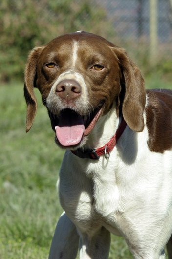 Photo de Texas, CHIEN X pointer anglais Blanc tacheté marron