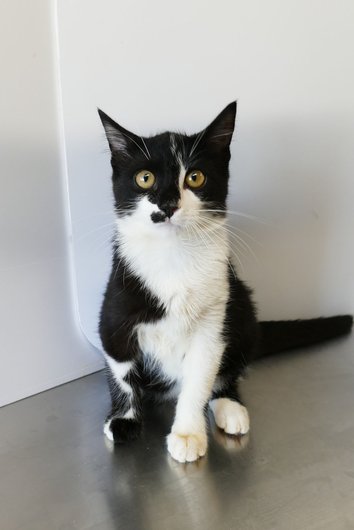 APAGI - Kador, CHAT Européen à la robe Noir et blanc