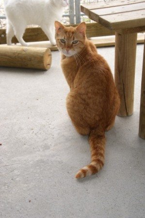 Photo de Junior, CHAT Europeen Roux